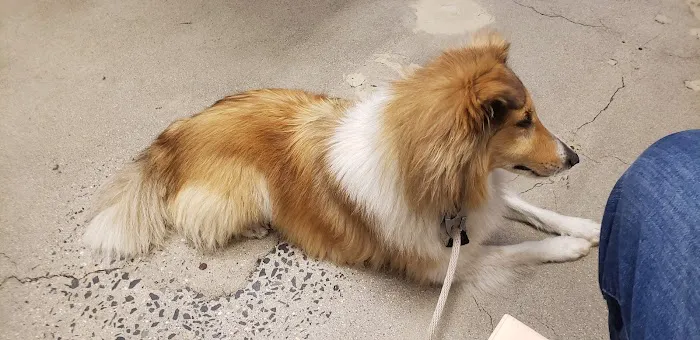 Banfield Pet Hospital Picture 6