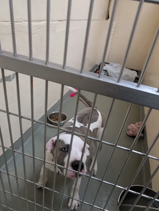 Boston Veterinary Care Picture 3