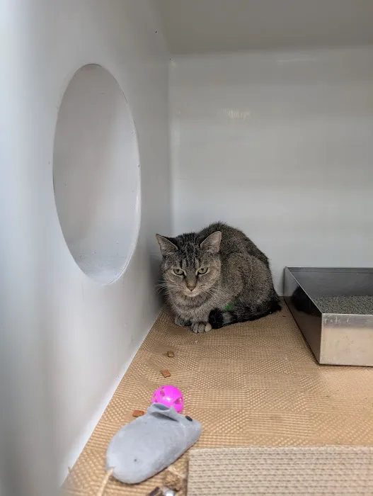 Boston Veterinary Care Picture 5