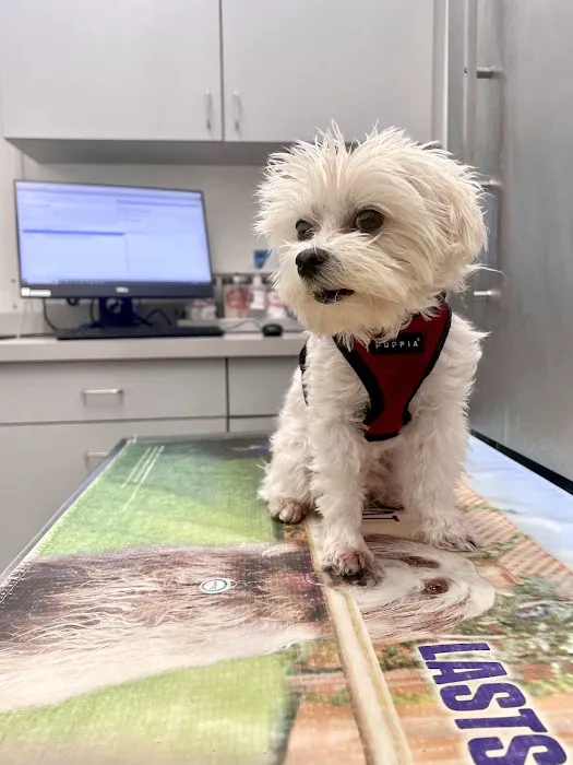 Boston Veterinary Care Picture 2
