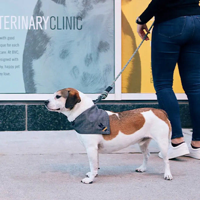 Boston Veterinary Clinic Picture 4
