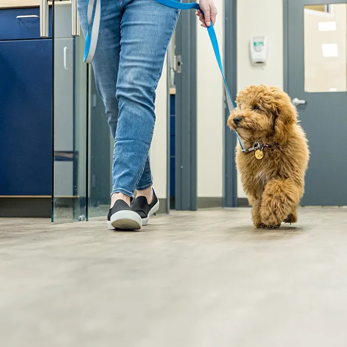 Boston Veterinary Clinic Picture 6