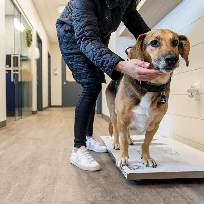 Boston Veterinary Clinic Picture 3