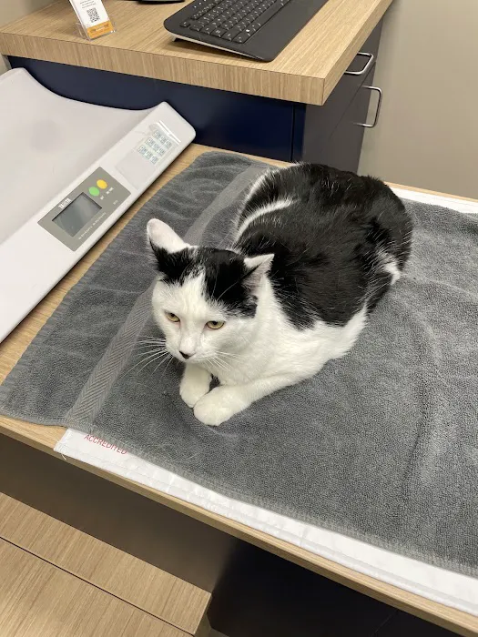 Boston Veterinary Clinic Picture 9
