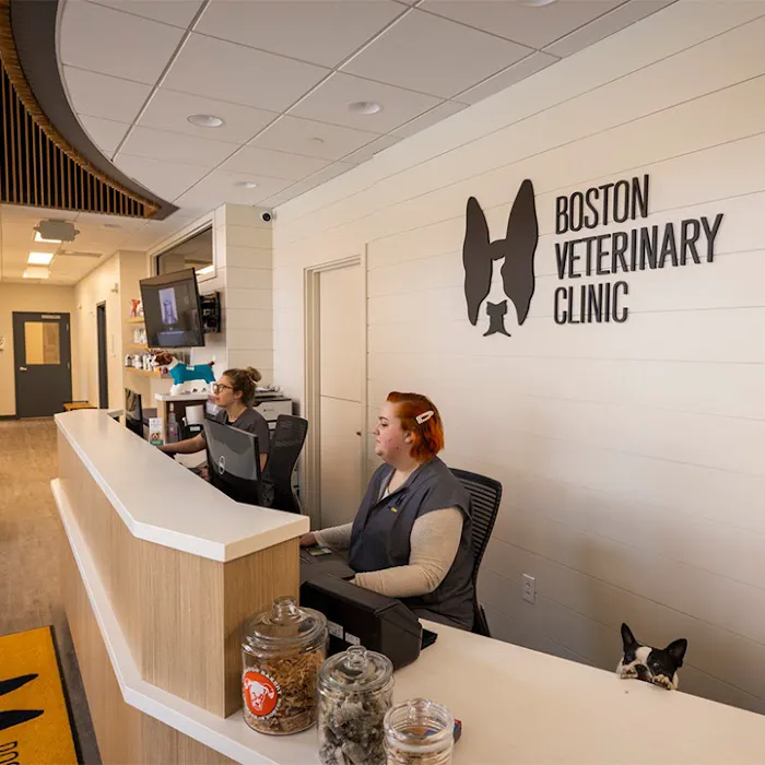 Boston Veterinary Clinic Picture 8