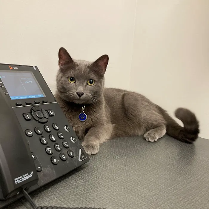 Boston Veterinary Clinic Picture 10