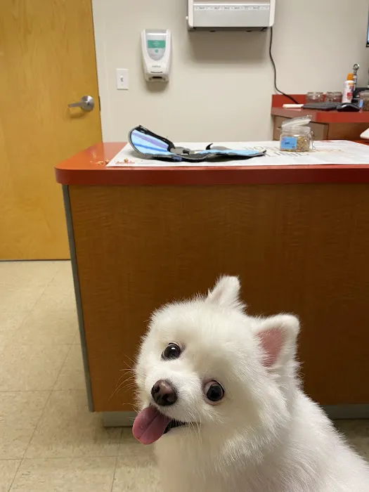 Boston Veterinary Clinic Picture 3