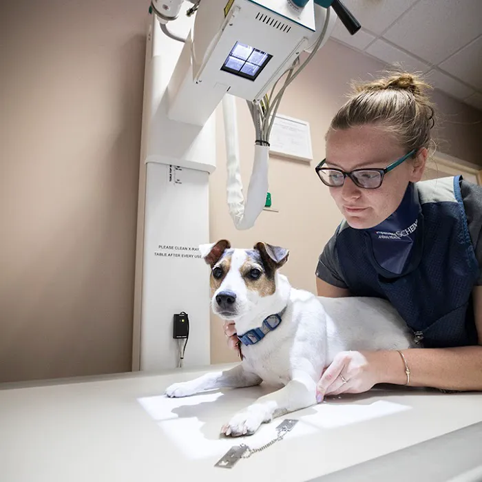 Boston Veterinary Clinic Picture 8