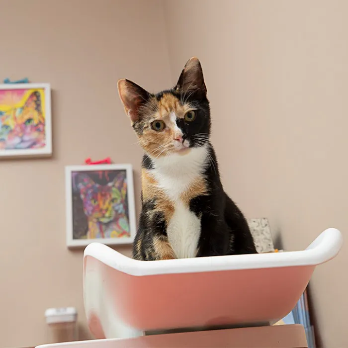 Boston Veterinary Clinic Picture 9