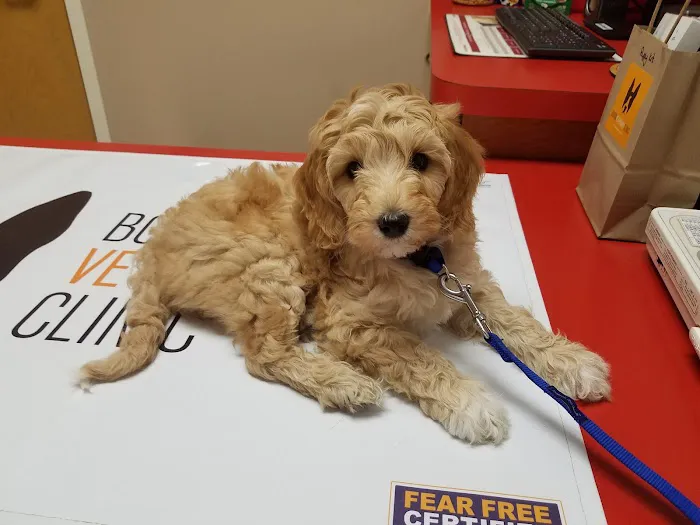 Boston Veterinary Clinic Picture 10