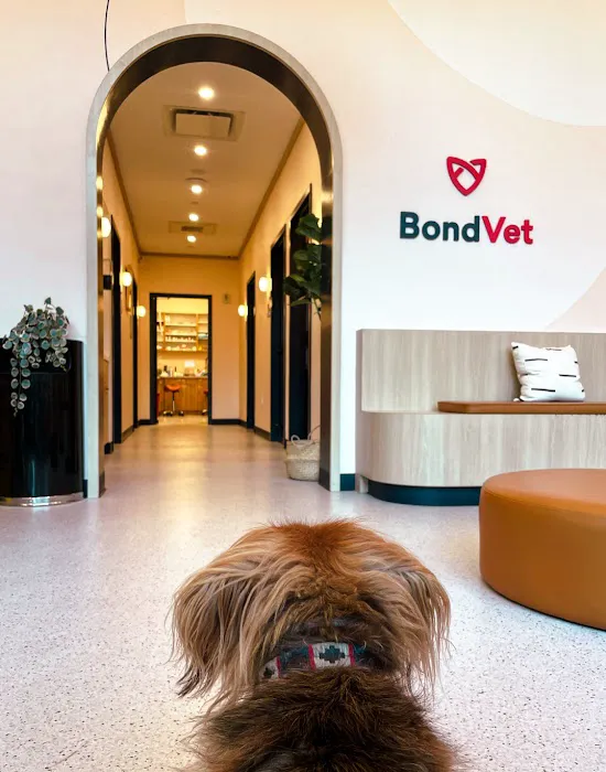 Bond Vet - Seaport Picture 5