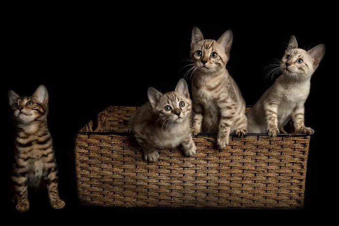 Lucky 1st Bengal Kittens Picture 1