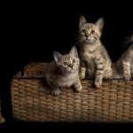 Lucky 1st Bengal Kittens