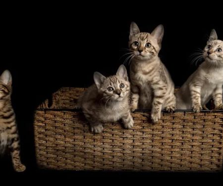 Lucky 1st Bengal Kittens