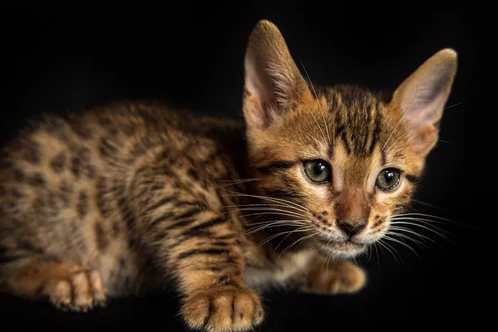 Lucky 1st Bengal Kittens Picture 2