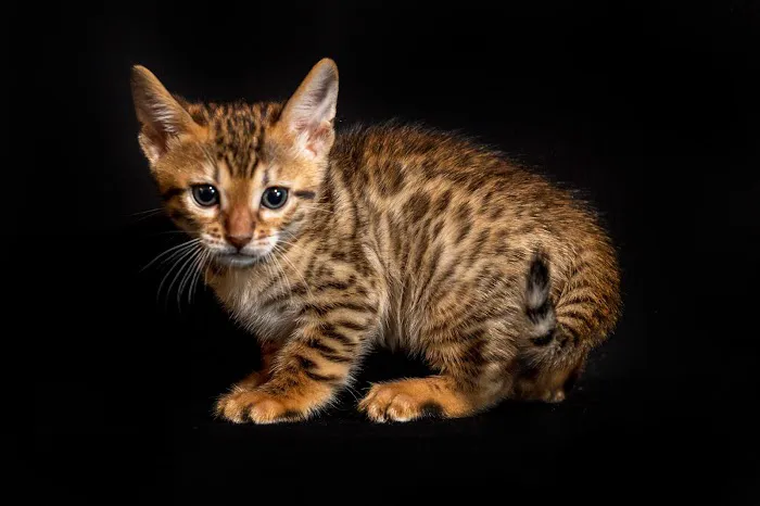 Lucky 1st Bengal Kittens Picture 6