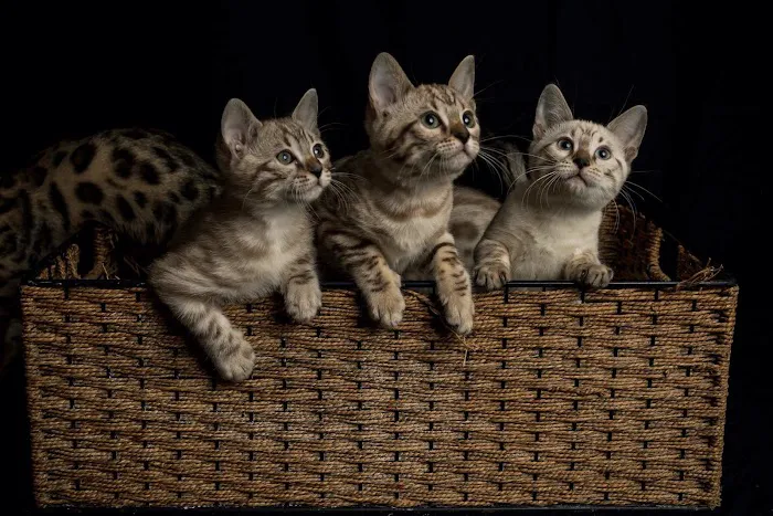 Lucky 1st Bengal Kittens Picture 5