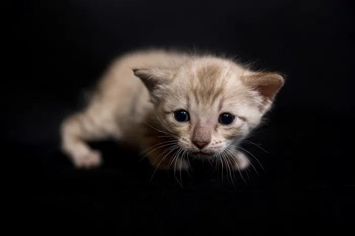 Lucky 1st Bengal Kittens Picture 4