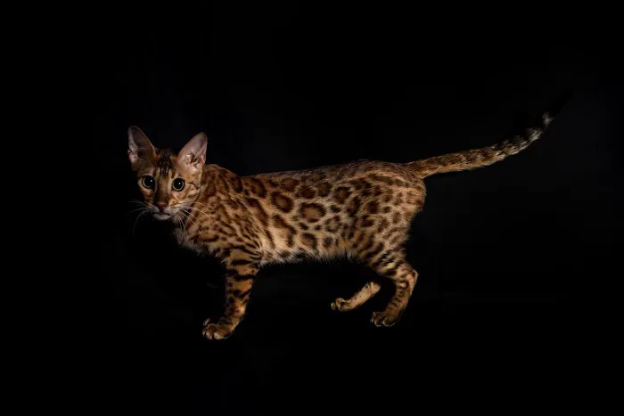 Lucky 1st Bengal Kittens Picture 9