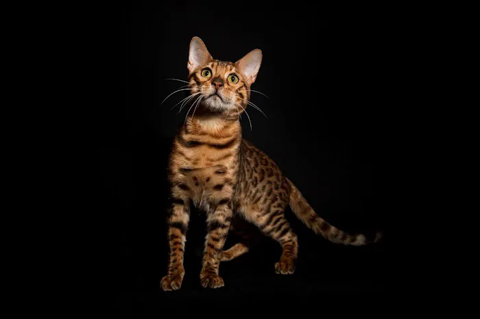 Lucky 1st Bengal Kittens Picture 8