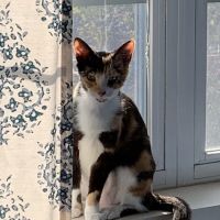 Cushing Square Veterinary Clinic ico
