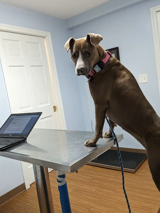 Cushing Square Veterinary Clinic Picture 9