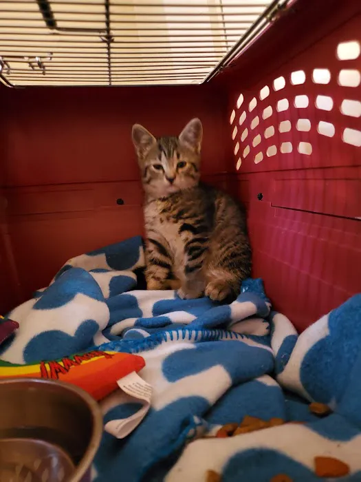 Pet Haven Animal Hospital Picture 3