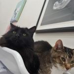 Pet Haven Animal Hospital