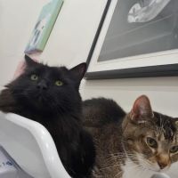 Pet Haven Animal Hospital ico