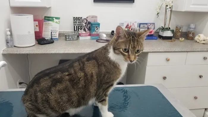 Pet Haven Animal Hospital Picture 7