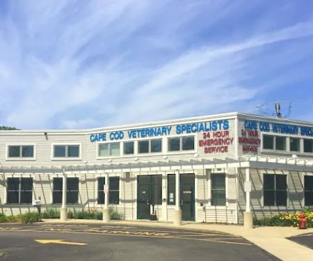 Cape Cod Veterinary Specialists