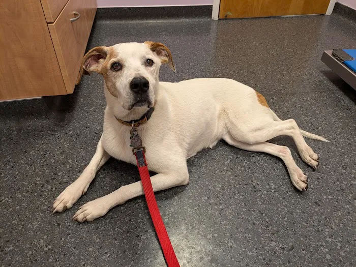 Cape Cod Veterinary Specialists Picture 5