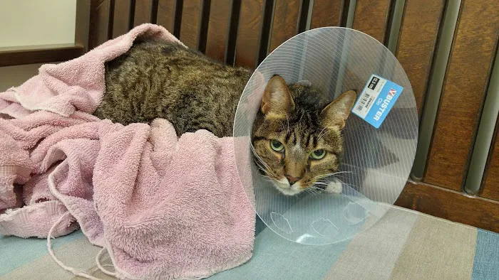 Cape Cod Veterinary Specialists Picture 4