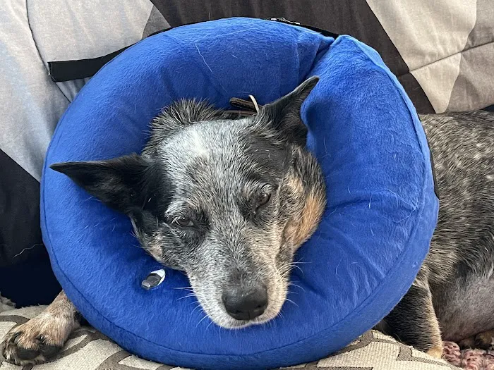 Cape Cod Veterinary Specialists Picture 10