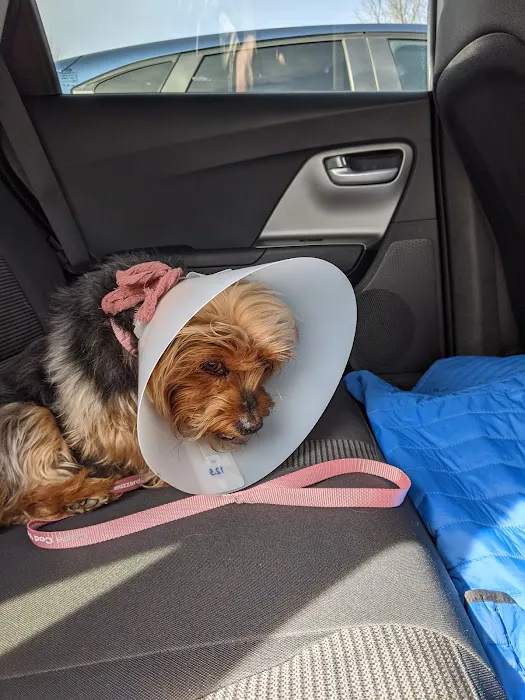Cape Cod Veterinary Specialists Picture 9