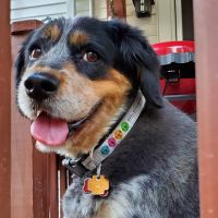 Cape Cod Veterinary Specialist: O'Donnell Cathleen DVM ico