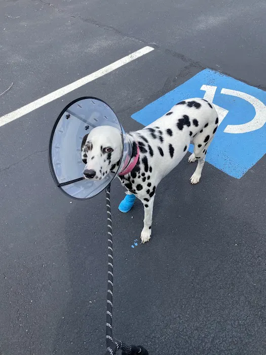All Pets Medical Center, LLC Picture 4
