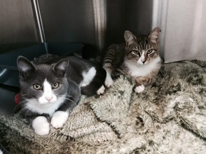 All Pets Medical Center, LLC Picture 10