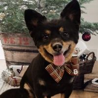 Animal Health Clinic ico