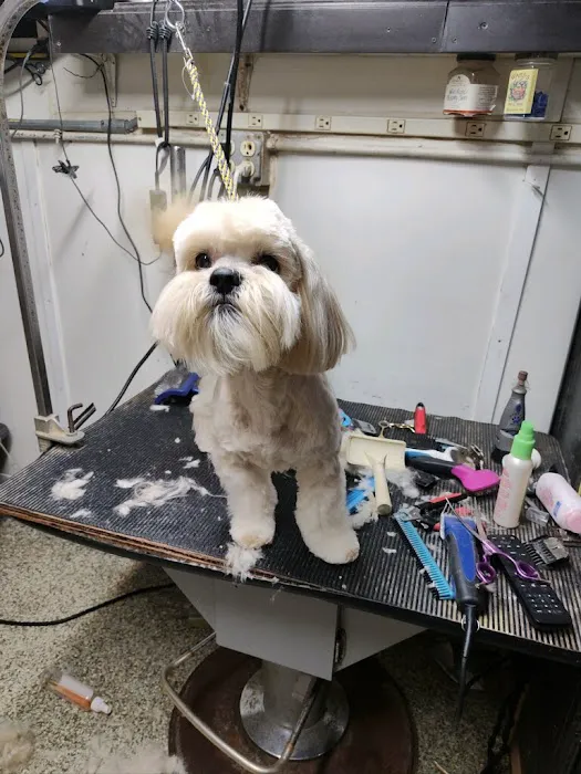 South Shore Animal Services Picture 2