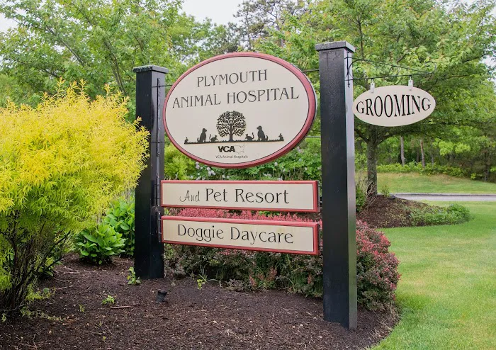 VCA Plymouth Animal Hospital and Pet Resort Picture 4