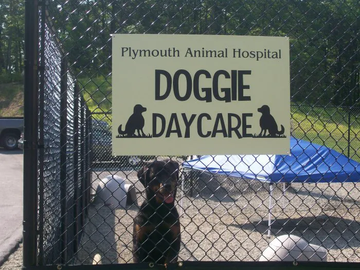 VCA Plymouth Animal Hospital and Pet Resort Picture 9