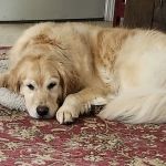 Kingston Animal Hospital