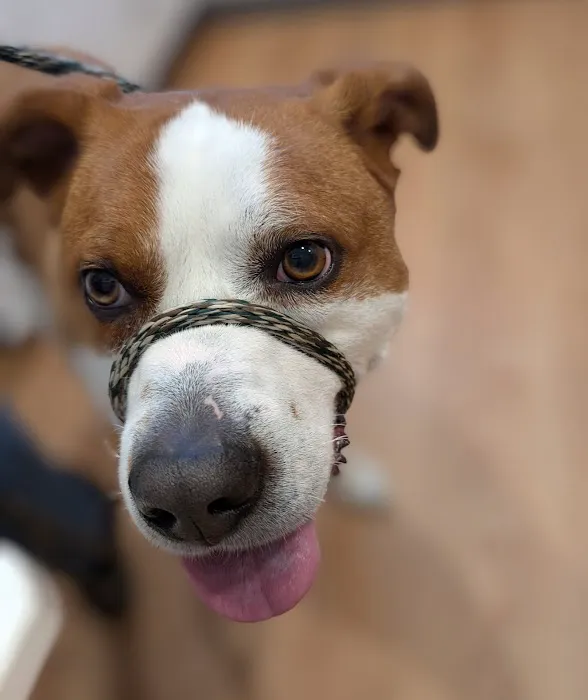 Kingston Animal Hospital Picture 5