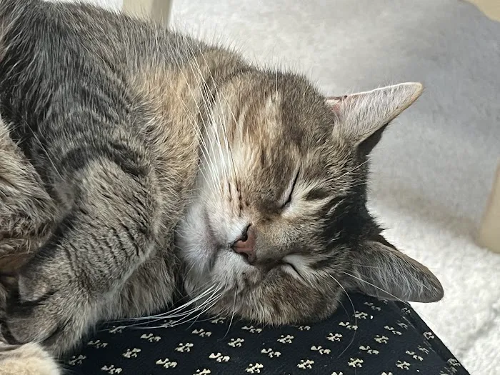 Kingston Animal Hospital Picture 7