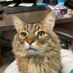 Morningstar Animal Hospital