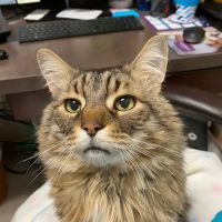 Morningstar Animal Hospital ico