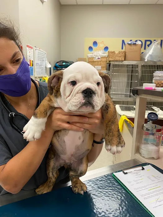 Morningstar Animal Hospital Picture 7