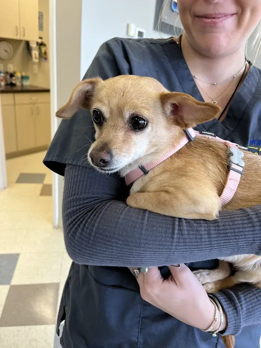 Morningstar Animal Hospital Picture 10