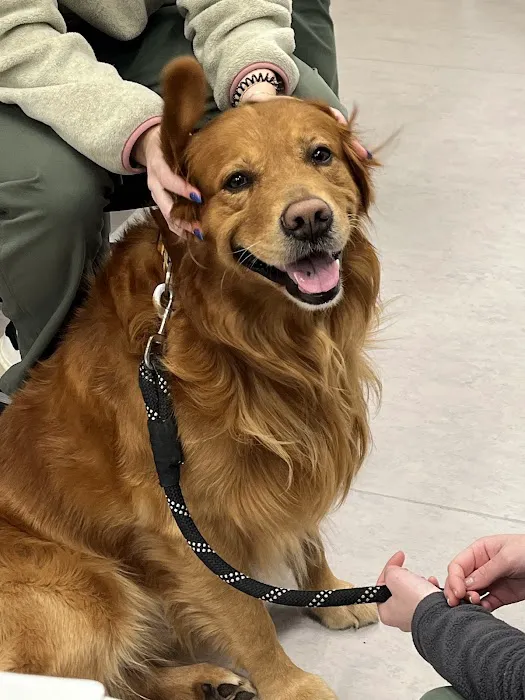 Blue Ribbon Veterinary Services Picture 3